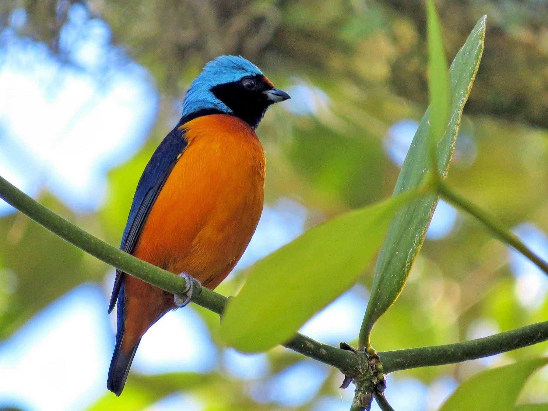 Birds at Cloudbridge Nature Reserve | Flashcards