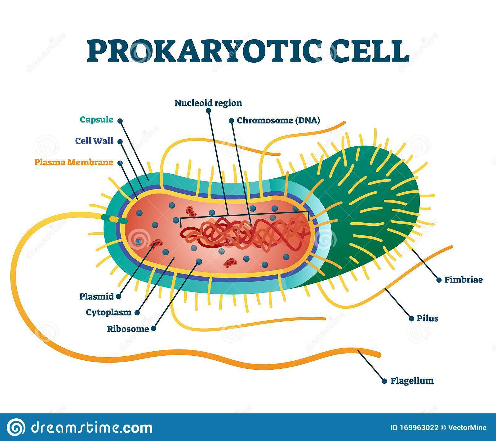 Cell Structure and Microscopy AS | Flashcards