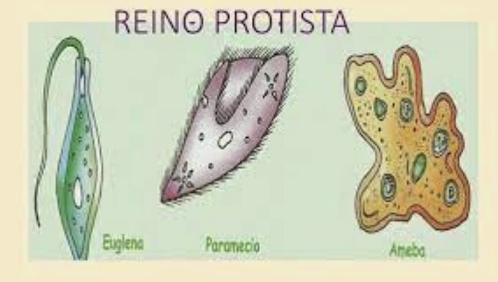 Reino Protista | Mind Map