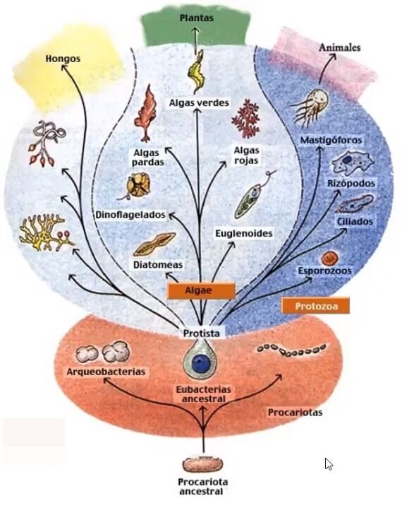 PROTOZOOS | Mind Map