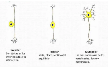 Actividad 1 - La neurona y los secretos del cerebro | Mind Map