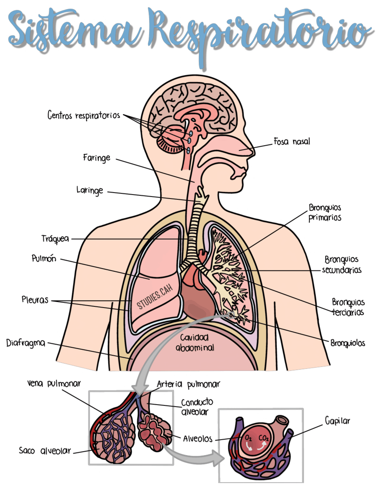 Aparato Respiratorio Mind Map 