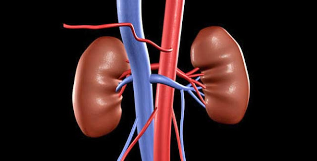 GROUP 5 - CIRCULATORY AND EXCRETORY SYSTEM | Flashcards