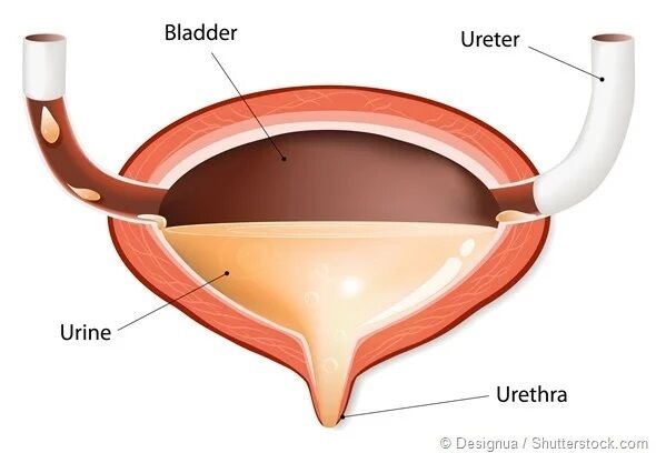 GROUP 5 - CIRCULATORY AND EXCRETORY SYSTEM | Flashcards