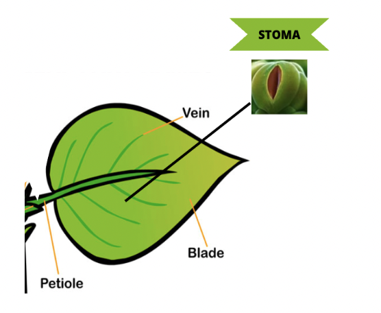 PLANTS AND ANIMALS | Flashcards