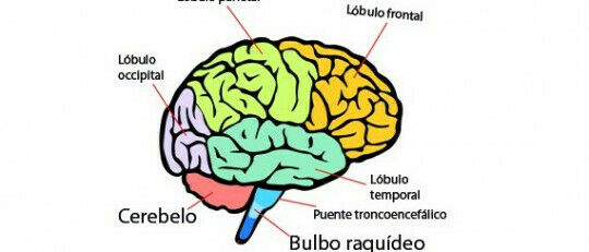 AI5. Sistema nervioso y reproductivo | Mind Map