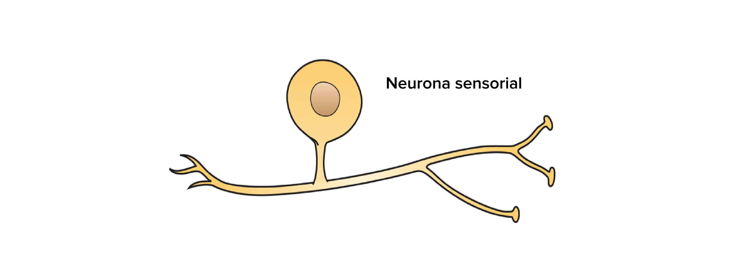 El Sistema Nervioso Y La Reproducción Mind Map