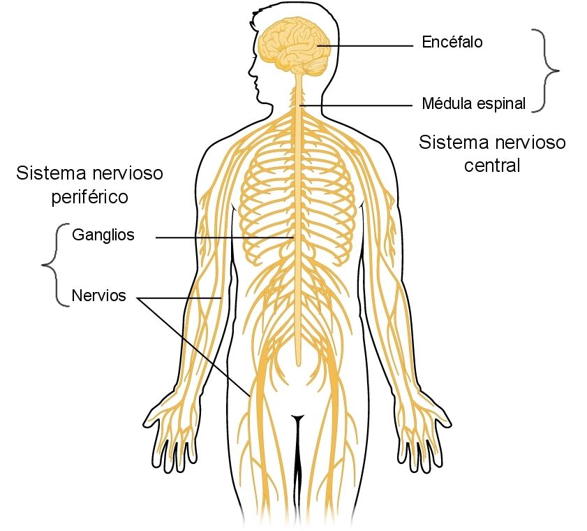 Sistema Nervioso Y Reproductivo Mind Map