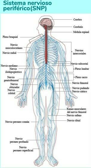 Sistema Nervioso Reproductor Y Su Relación Mind Map