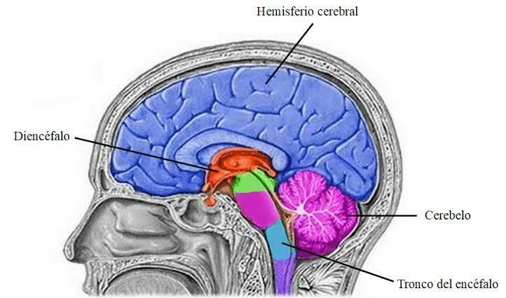 sistema nervioso y reproductor | Mind Map