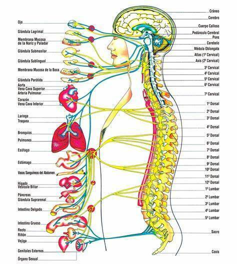 sistemas conectados | Mind Map