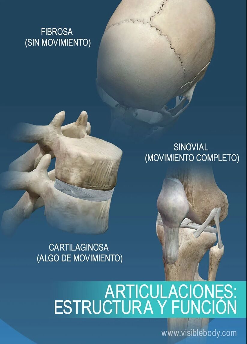 CLASIFICACIÓN DE ARTICULACIONES | Mapa Mental