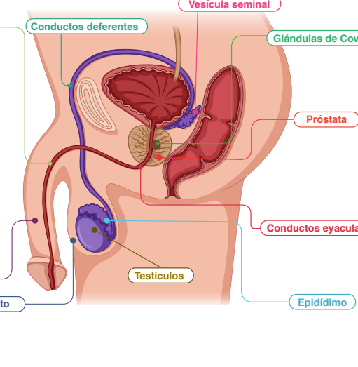 Sistema Nervioso Y Reproductivo Mind Map