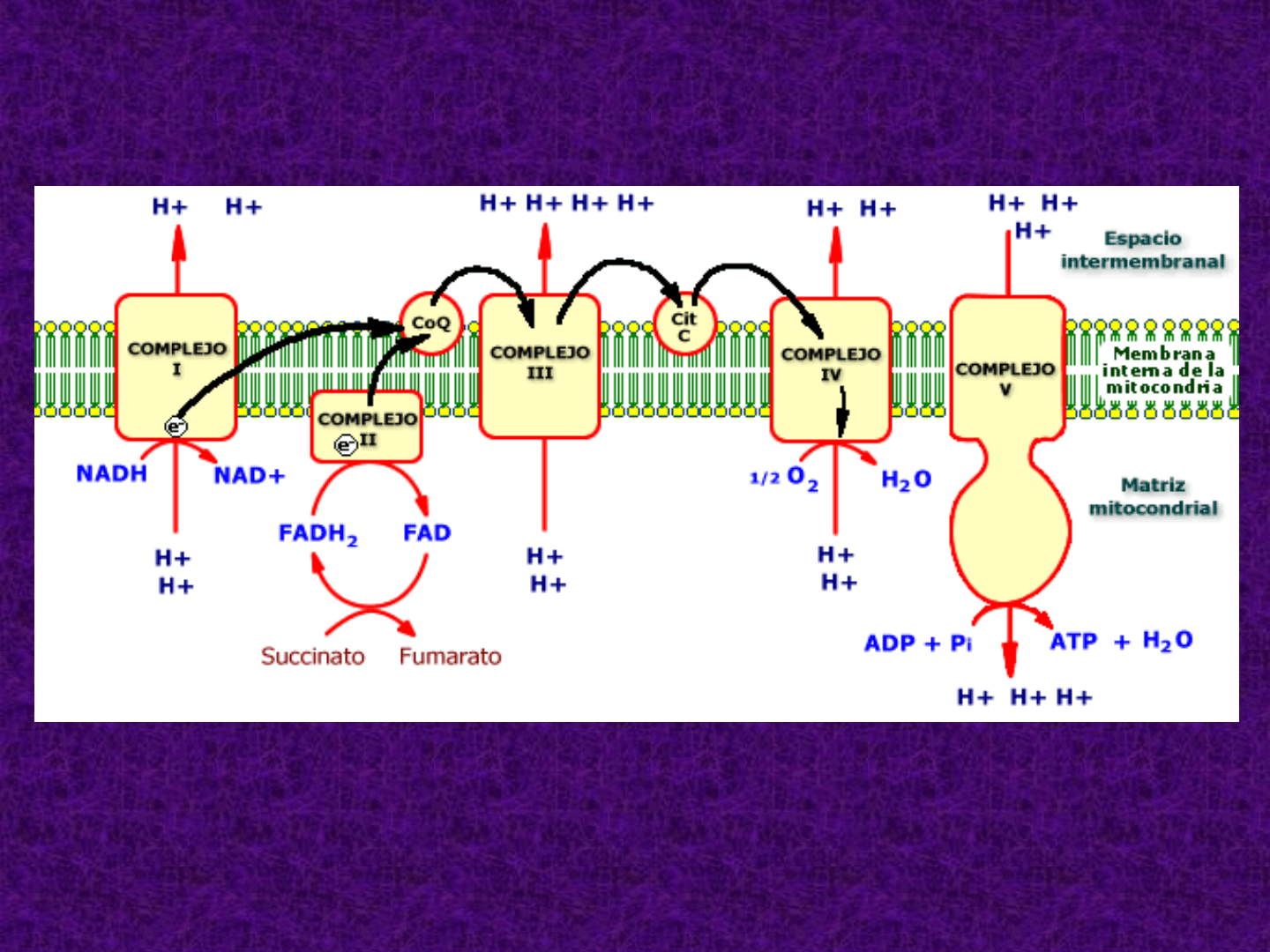 Procesos Biología | Mind Map