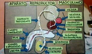 El sistema reproductor y nervioso | Mind Map