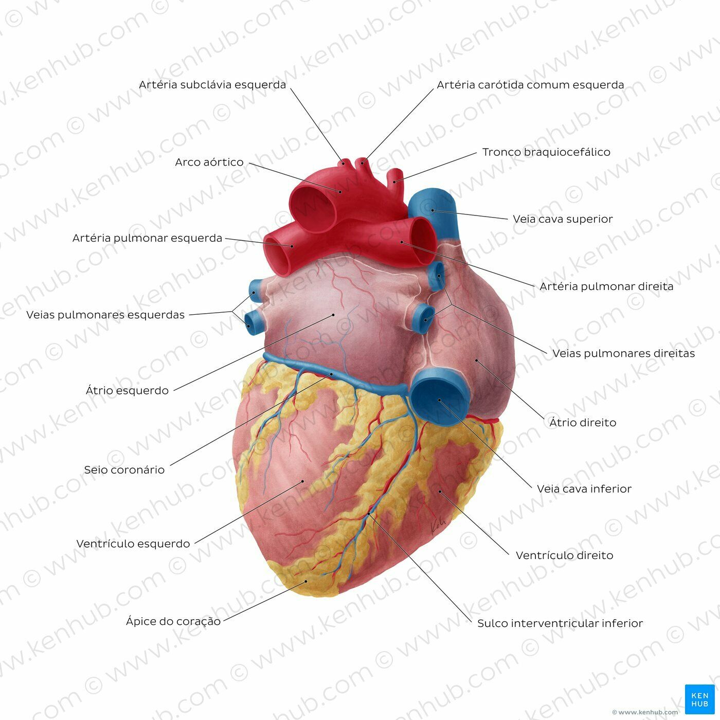 Anatomia do Sistema Cardiovascular | Mind Map