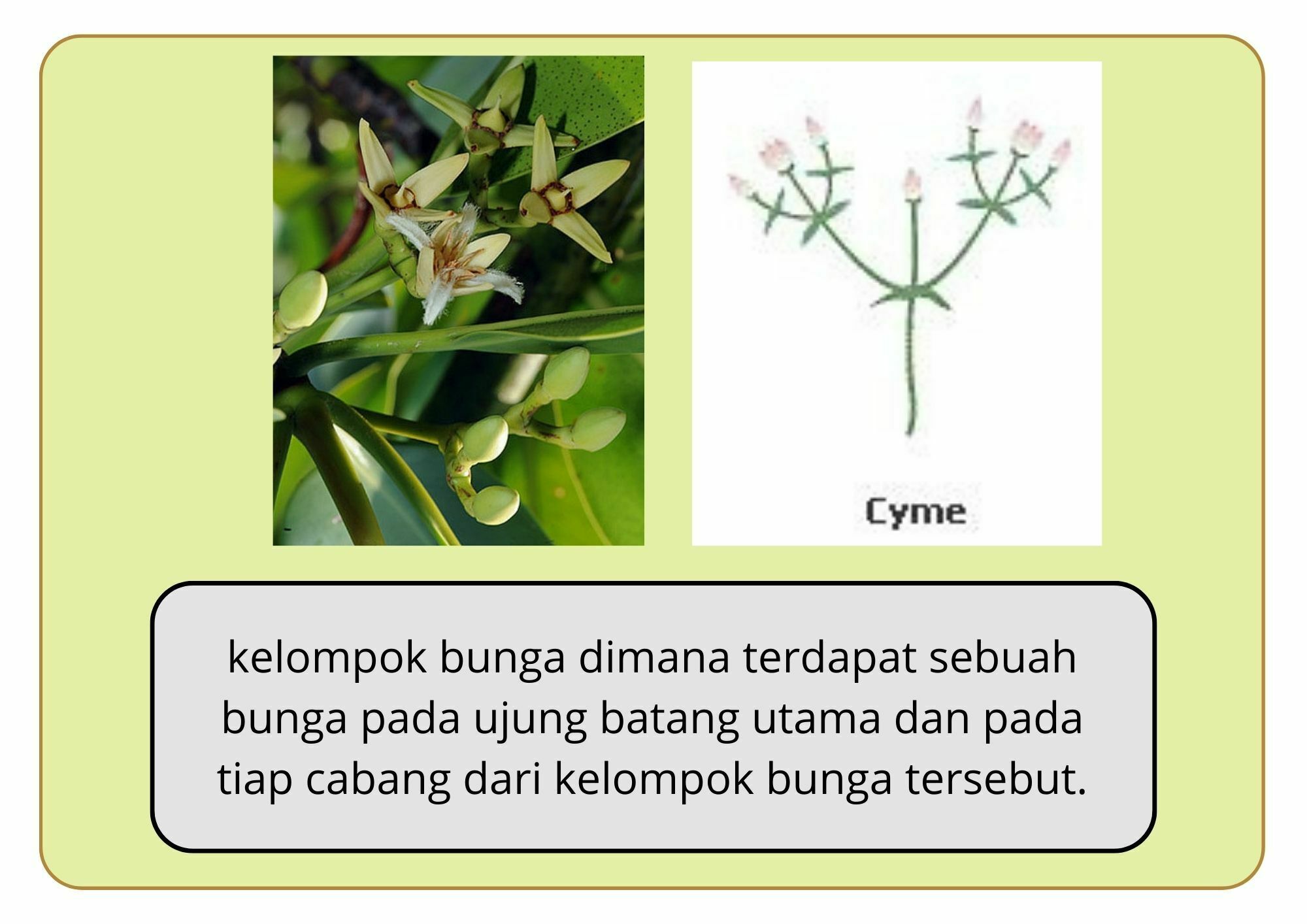 Elektronik Flashcard Keanekaragaman Jenis Tumbuhan Mangrove | Flashcards