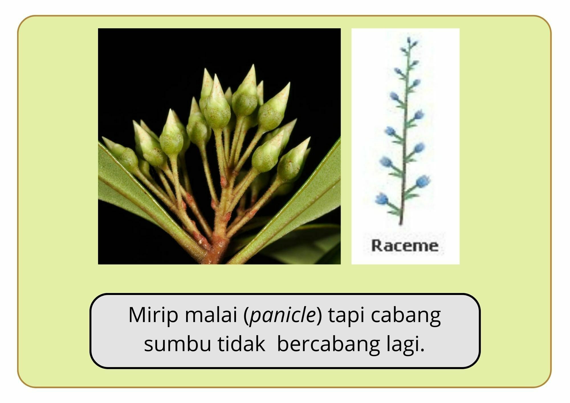 Elektronik Flashcard Keanekaragaman Jenis Tumbuhan Mangrove | Flashcards