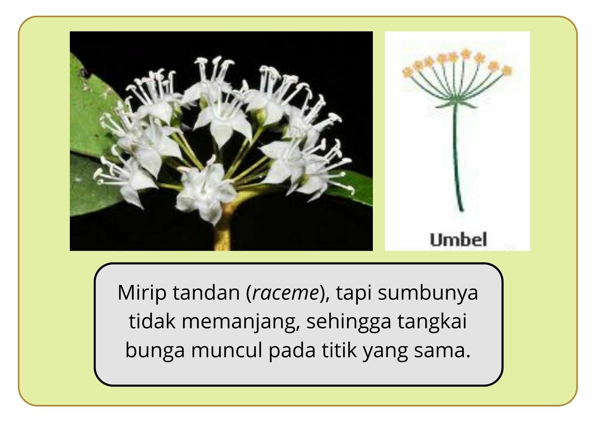 Elektronik Flashcard Keanekaragaman Jenis Tumbuhan Mangrove | Flashcards