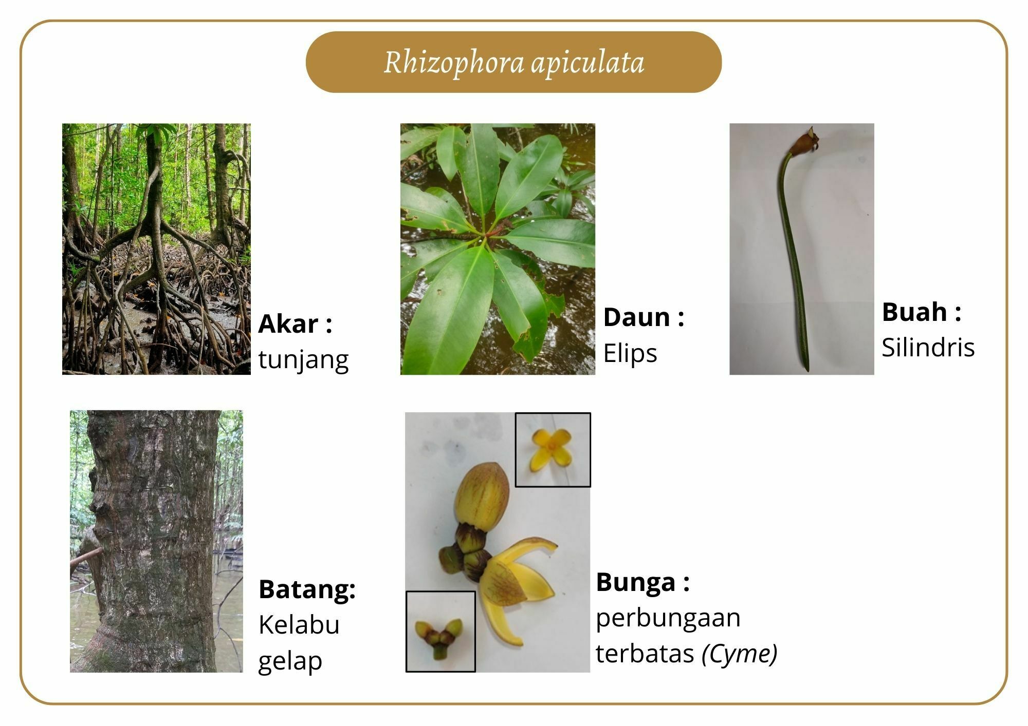 Elektronik Flashcard Keanekaragaman Jenis Tumbuhan Mangrove | Flashcards