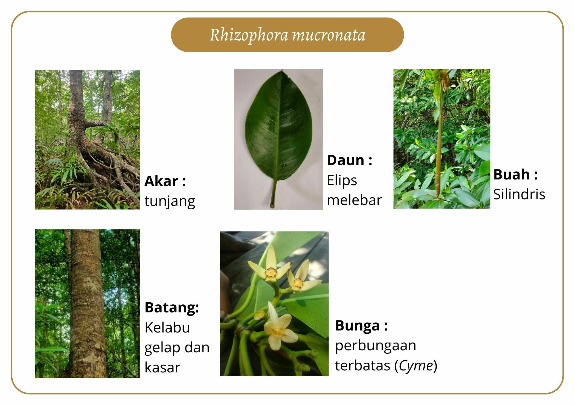 Elektronik Flashcard Keanekaragaman Jenis Tumbuhan Mangrove | Flashcards