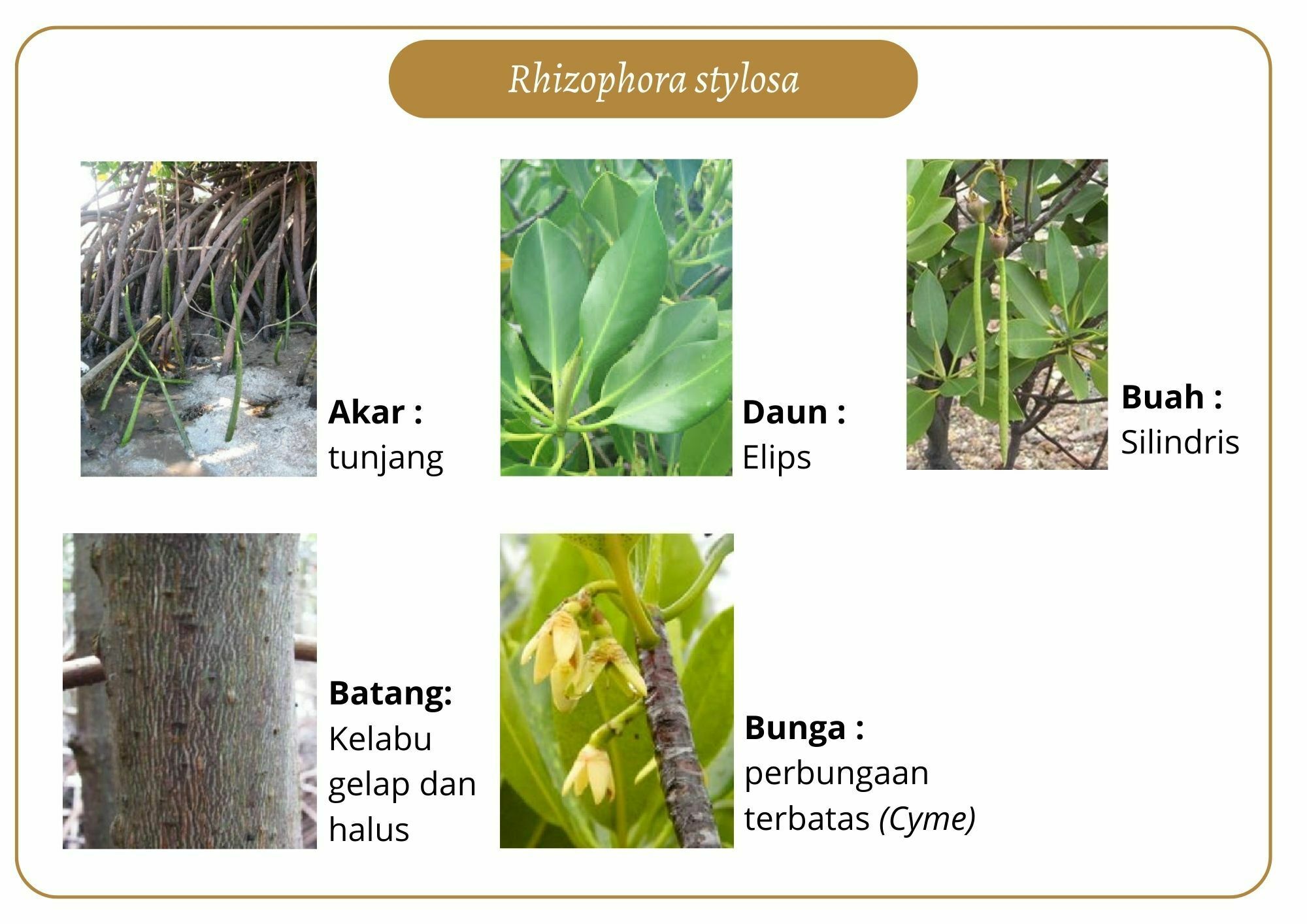 Elektronik Flashcard Keanekaragaman Jenis Tumbuhan Mangrove | Flashcards