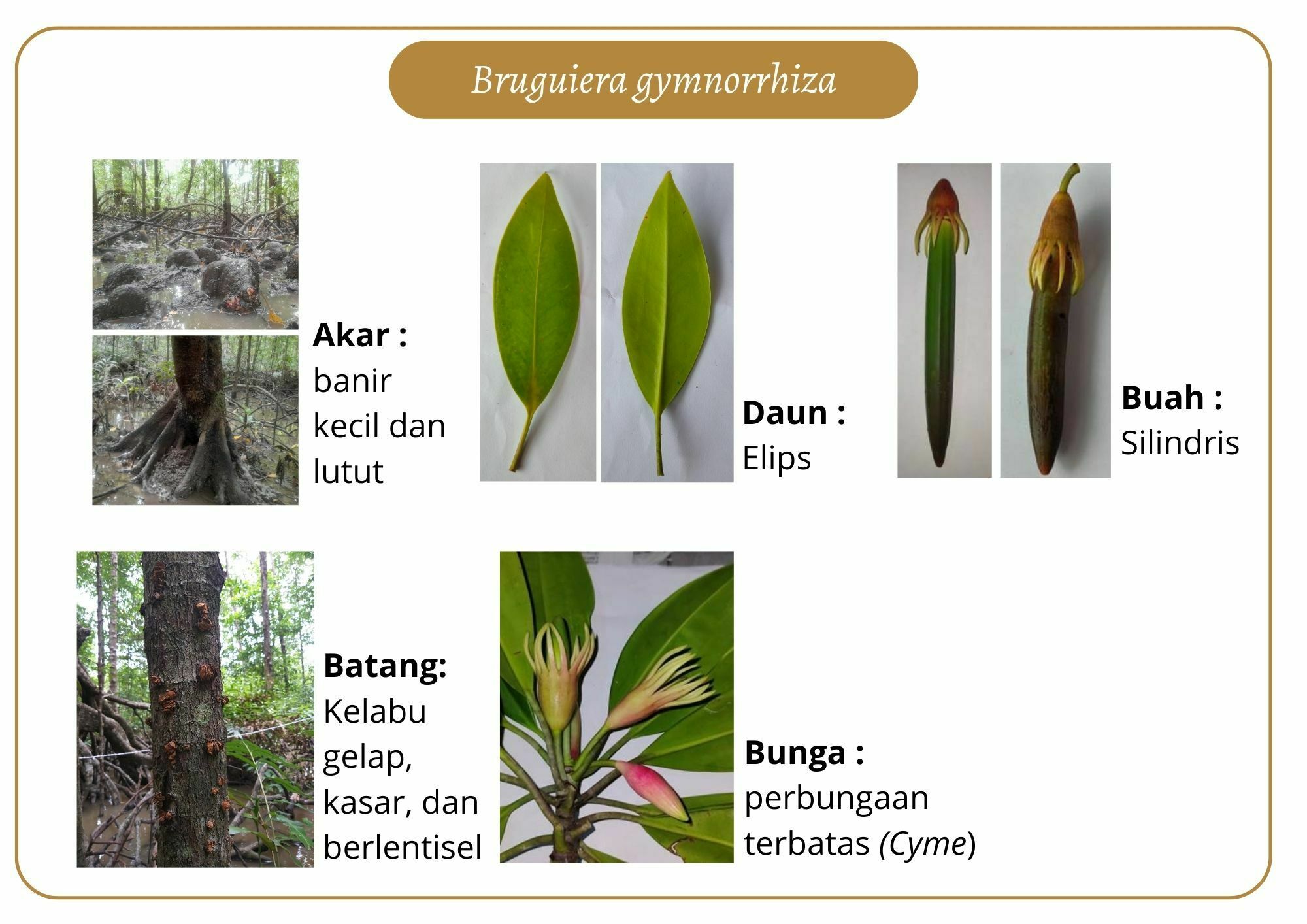 Elektronik Flashcard Keanekaragaman Jenis Tumbuhan Mangrove | Flashcards