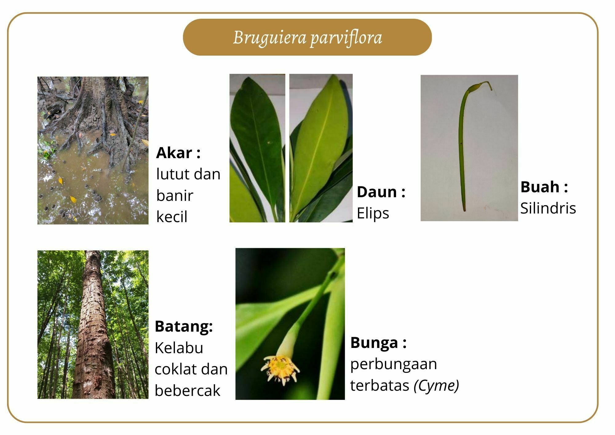 Elektronik Flashcard Keanekaragaman Jenis Tumbuhan Mangrove | Flashcards