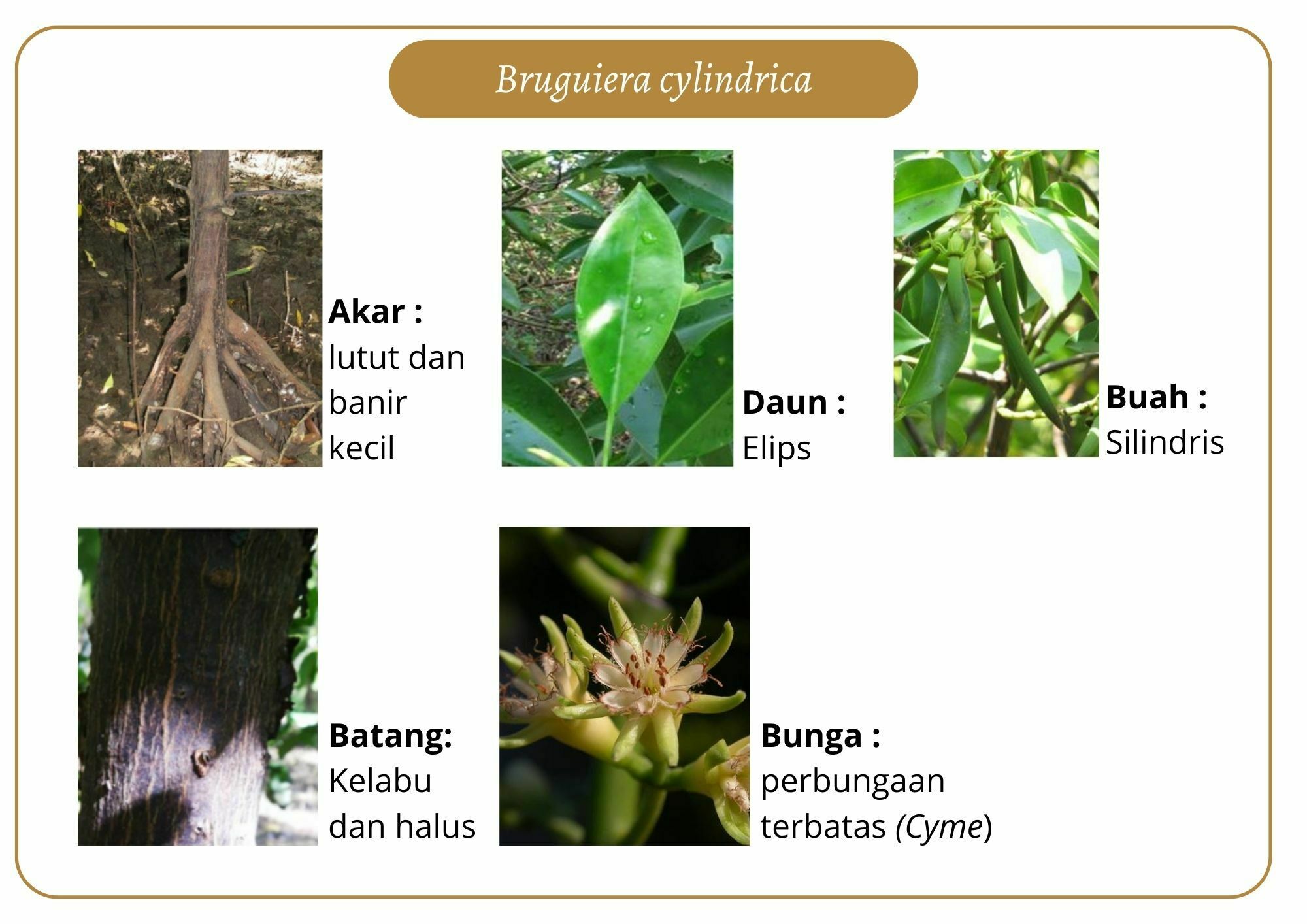 Elektronik Flashcard Keanekaragaman Jenis Tumbuhan Mangrove | Flashcards