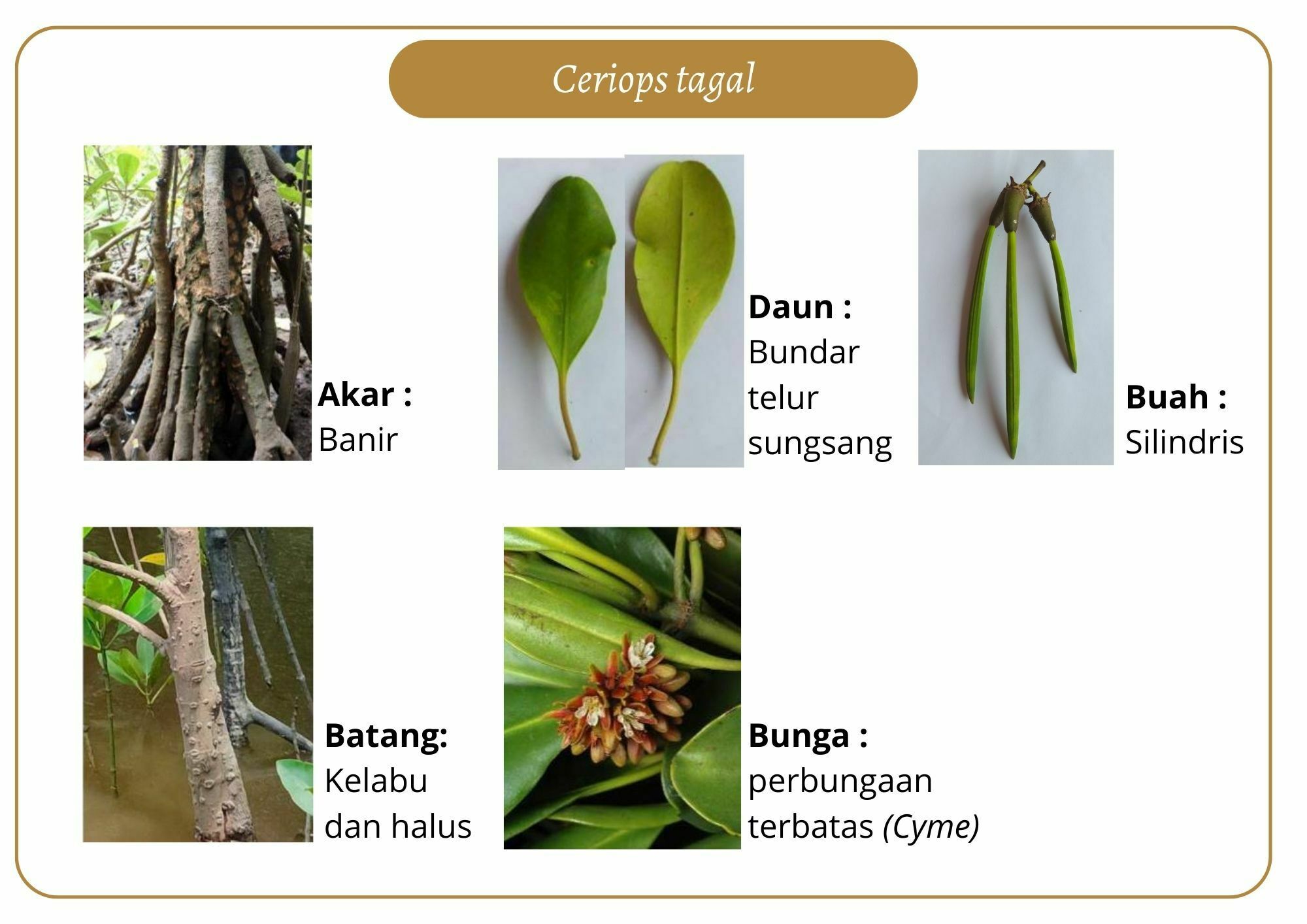 Elektronik Flashcard Keanekaragaman Jenis Tumbuhan Mangrove | Flashcards