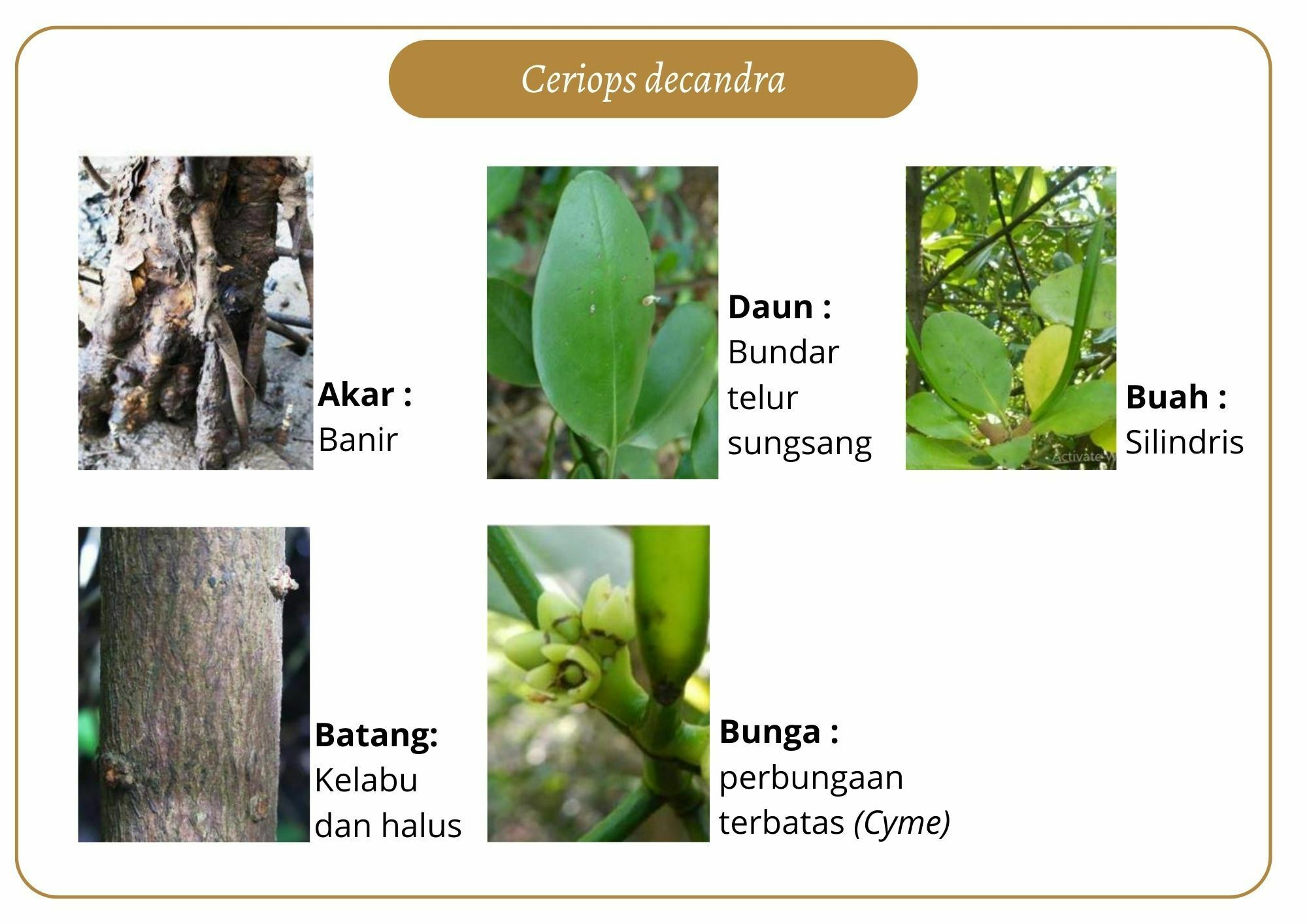 Elektronik Flashcard Keanekaragaman Jenis Tumbuhan Mangrove | Flashcards