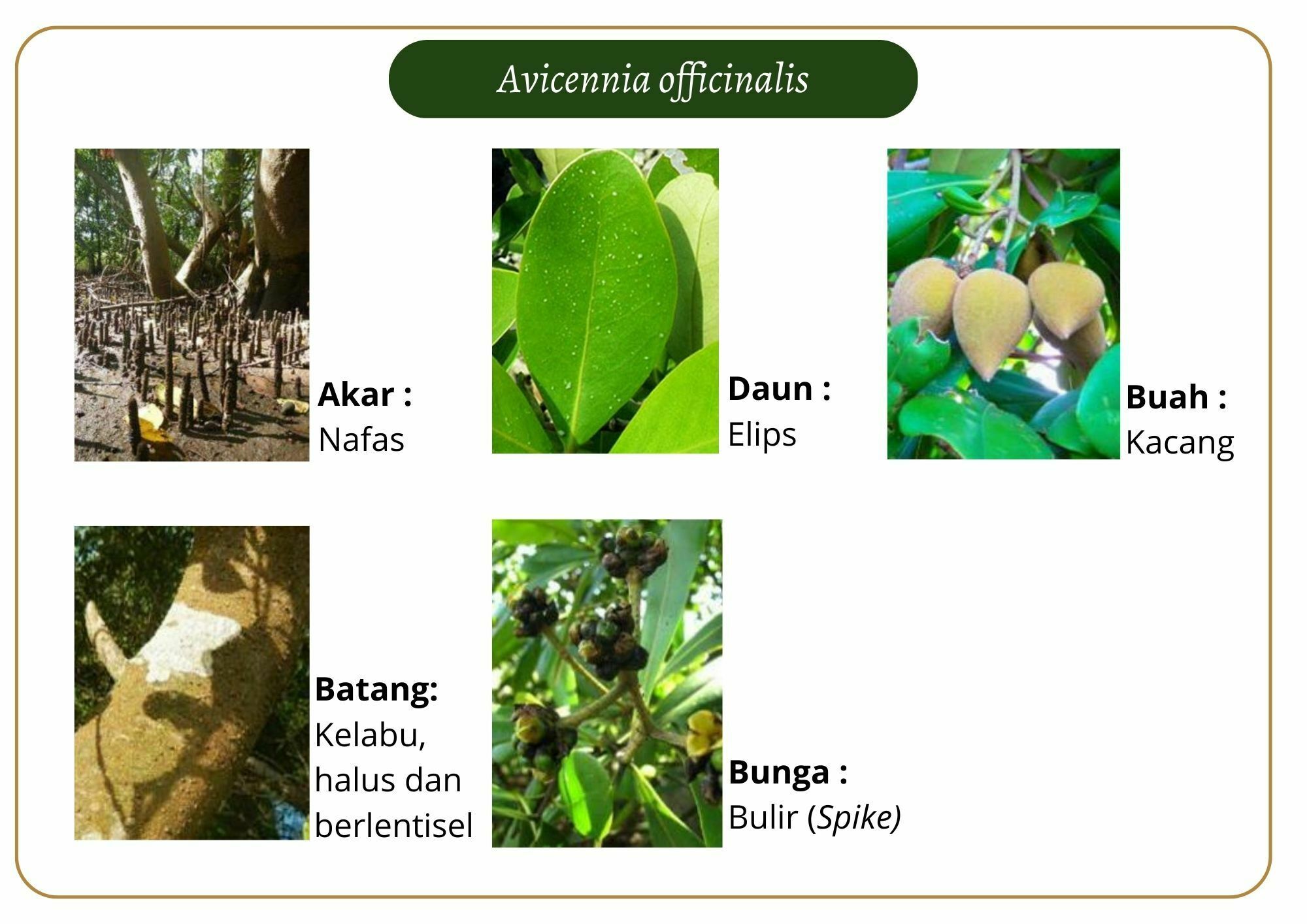 Elektronik Flashcard Keanekaragaman Jenis Tumbuhan Mangrove | Flashcards