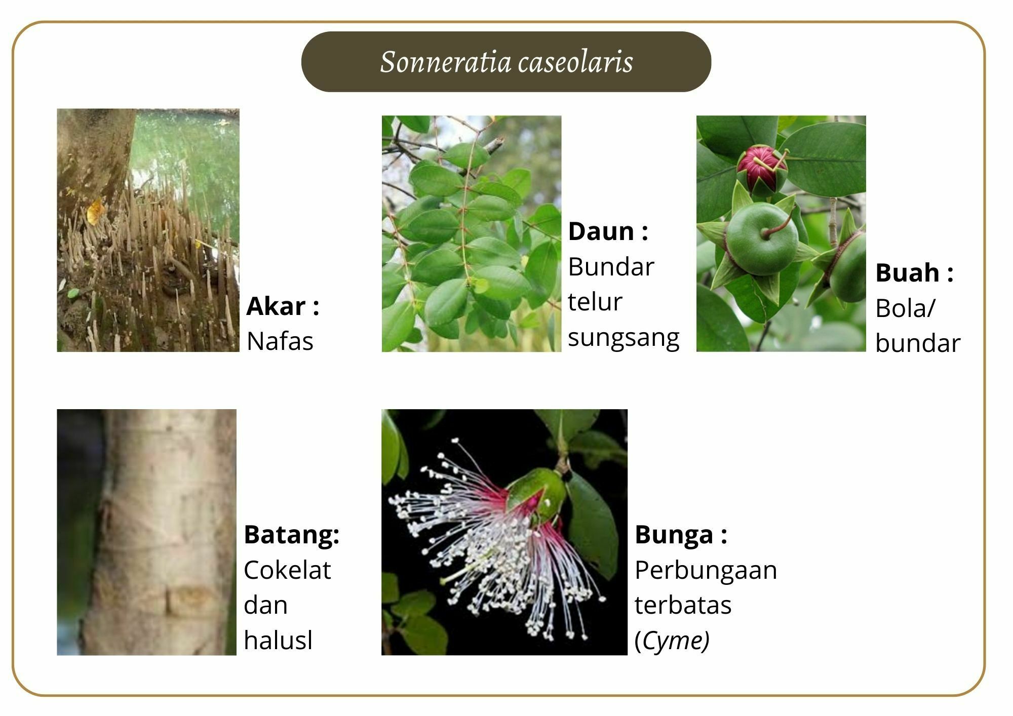 Elektronik Flashcard Keanekaragaman Jenis Tumbuhan Mangrove | Flashcards