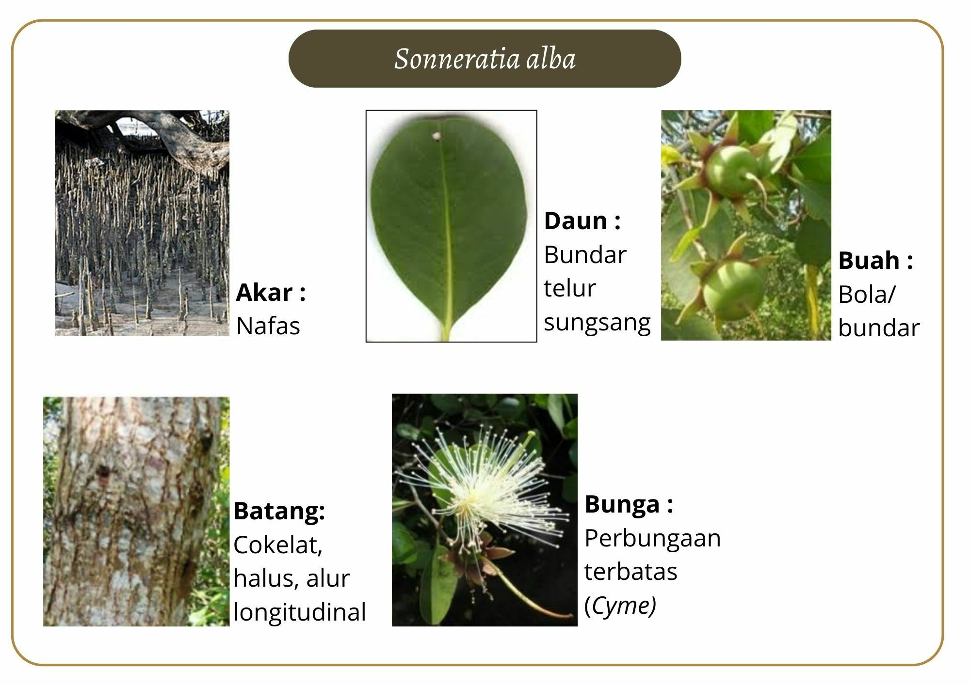 Elektronik Flashcard Keanekaragaman Jenis Tumbuhan Mangrove | Flashcards