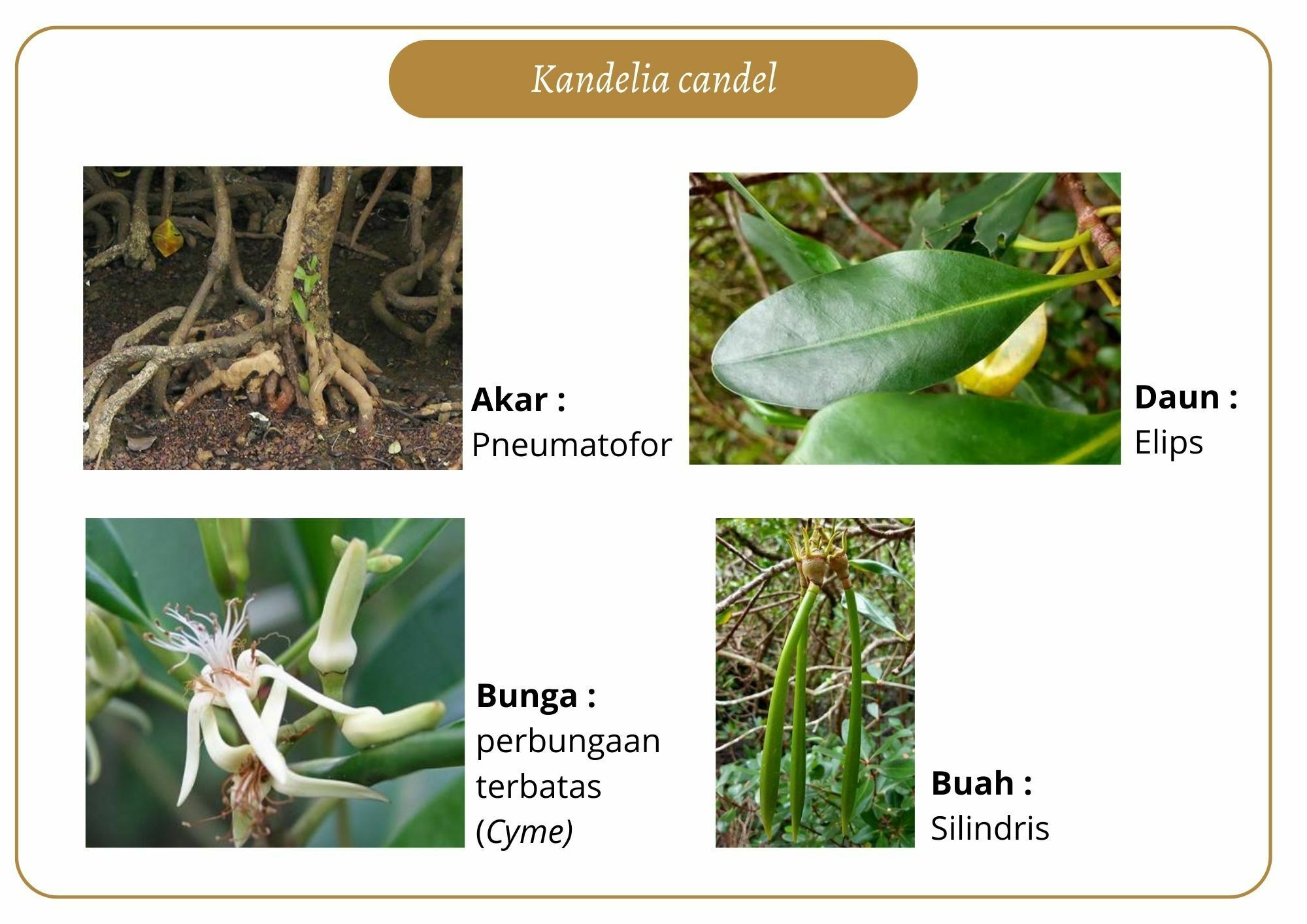 Elektronik Flashcard Keanekaragaman Jenis Tumbuhan Mangrove | Flashcards