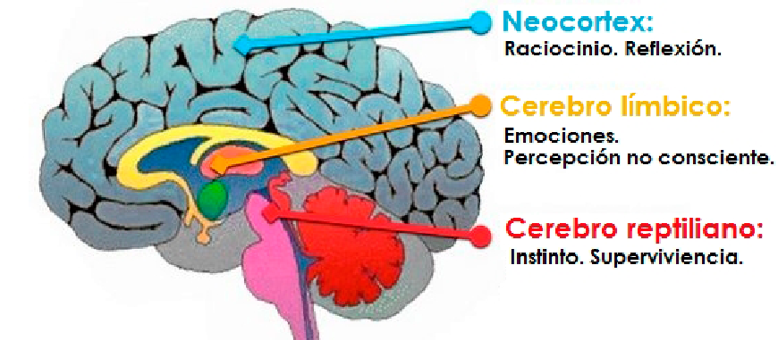 Cognición, la emoción y la conducta humana | Mind Map