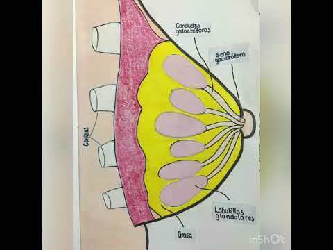 Relacion Entre Sistema Nervioso Y Reproductor | Mind Map