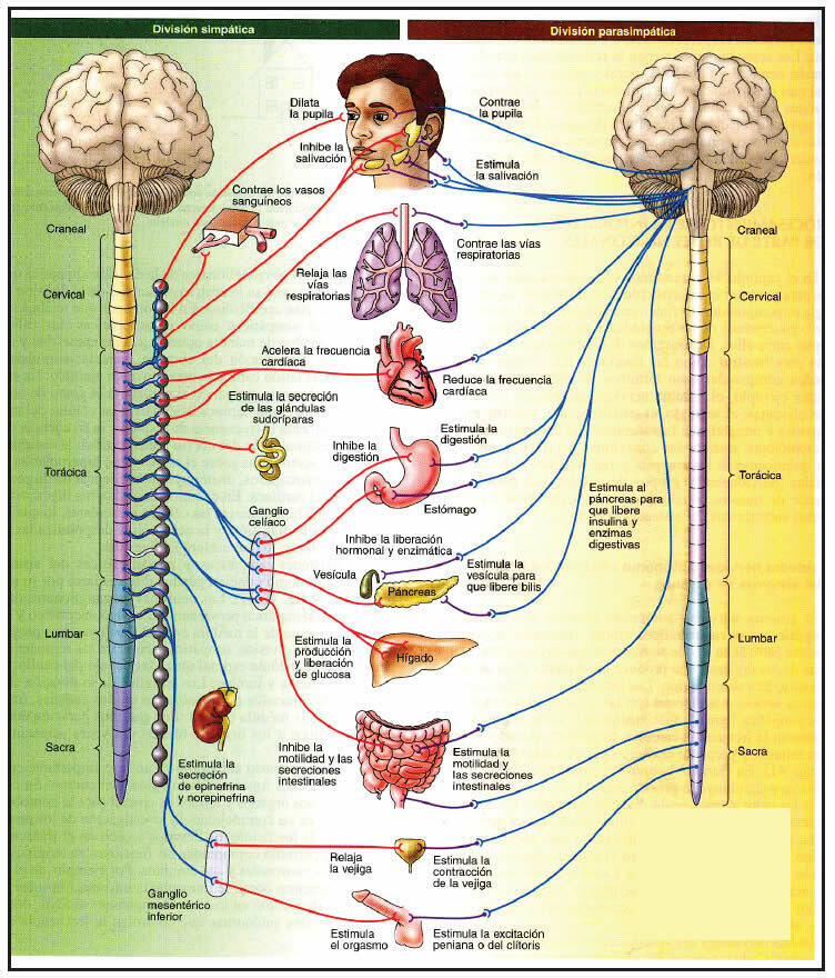 Hormonas Sexuales Y Cerebro Mind Map 4785