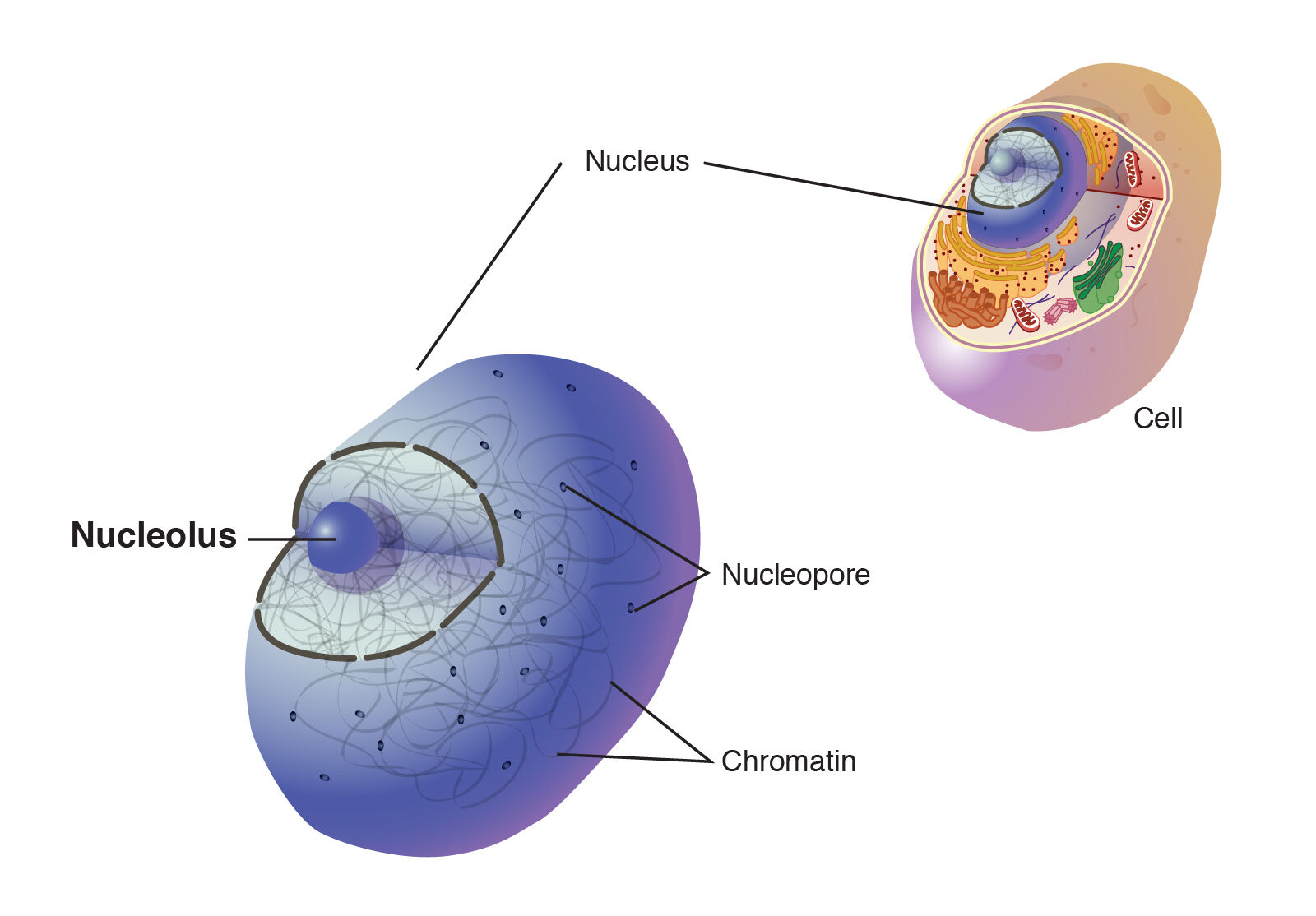 cell organelles | Flashcards