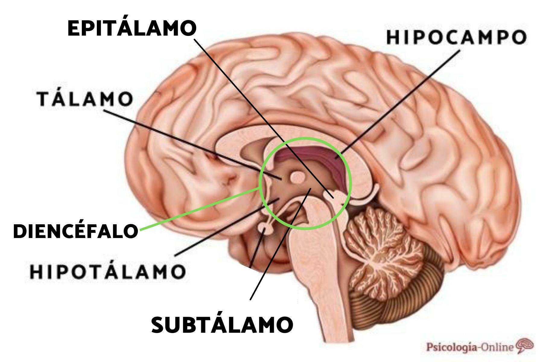 Organización anatómica funcional | Mind Map