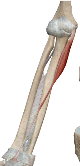 Planos Musculares | Flashcards