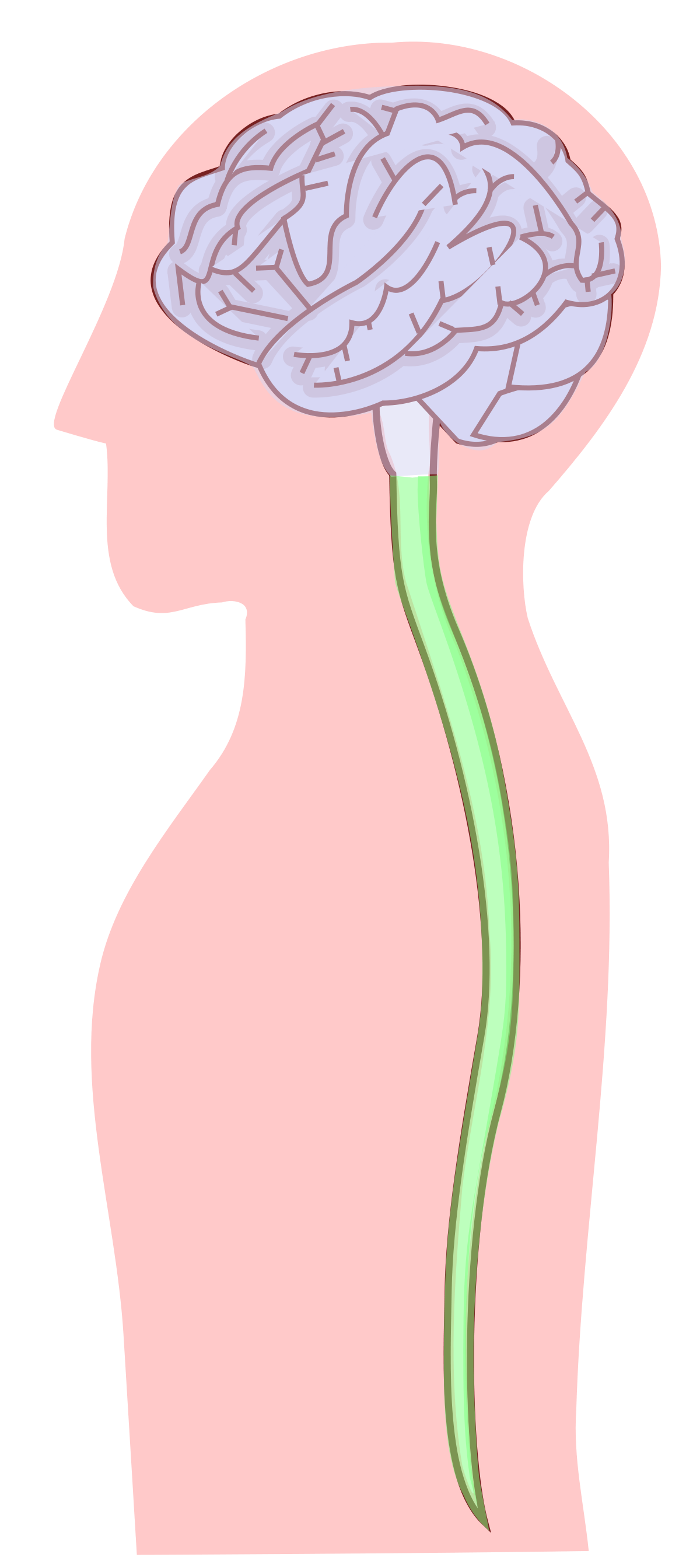 19 Mapa Conceptual Sistema Nervioso Central Png Nietm