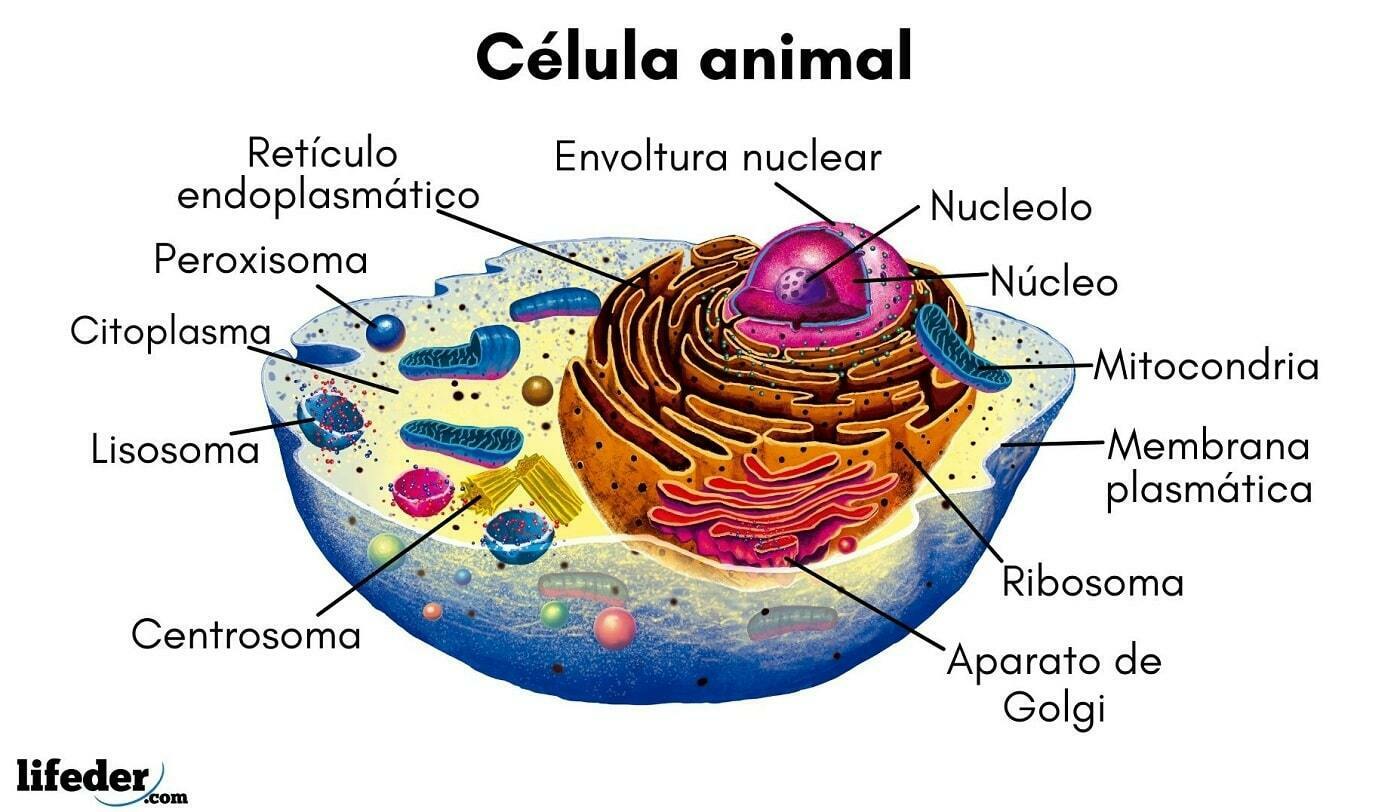 la celula animal y vegetal | Flashcards