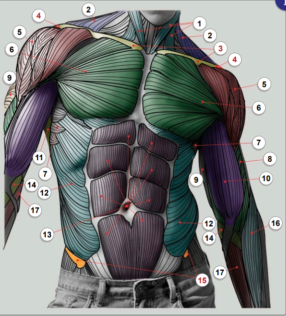 Anatomy ( Torso ) | Flashcards