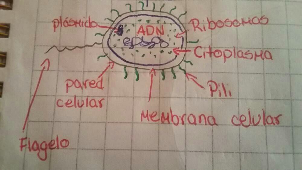 célula procarionte | Mind Map