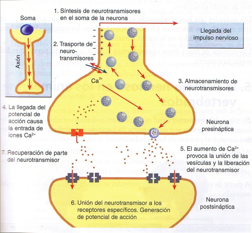 NEUROTRANSMISORES | Mind Map