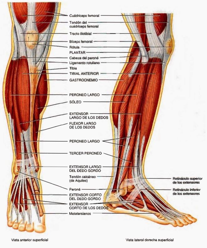 origen e inserción del músculo tibial posterior