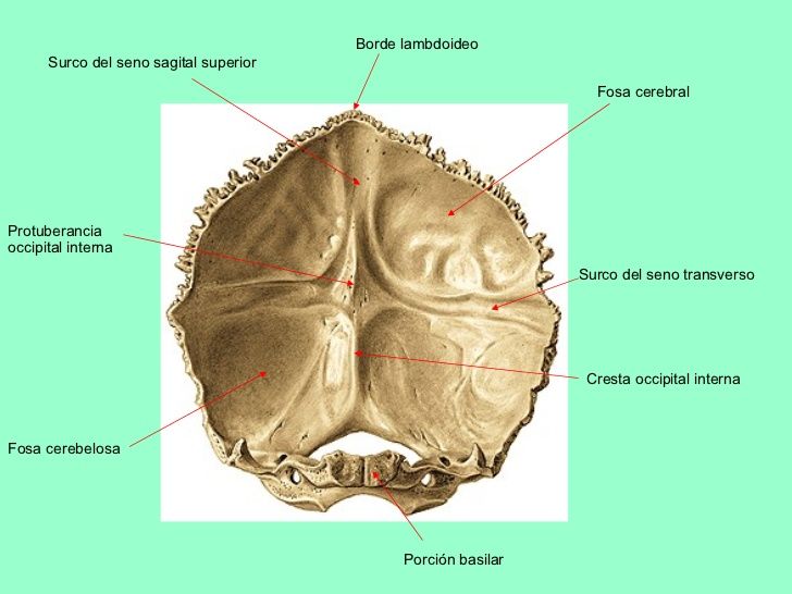 protuberancia occipital interna