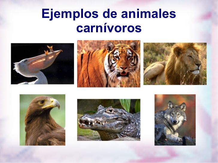 ¿Que comen los animales? | Slide Set