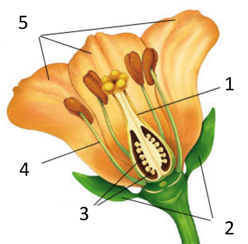 Calyx Flower